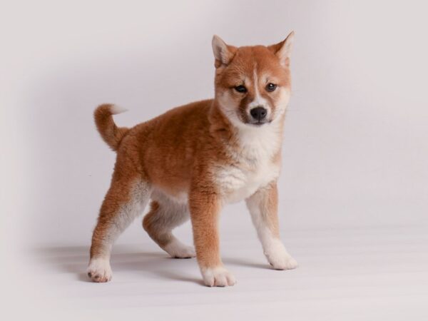 Shiba Inu Dog Female Red 20190 Petland Topeka, Kansas