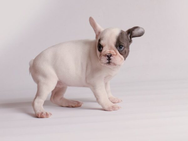 French Bulldog Dog Female Blue 20188 Petland Topeka, Kansas