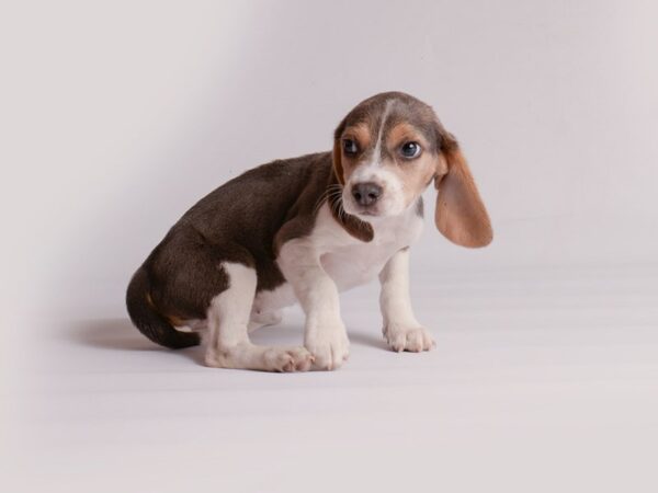 Beagle Dog Female Blue White / Tan 20183 Petland Topeka, Kansas