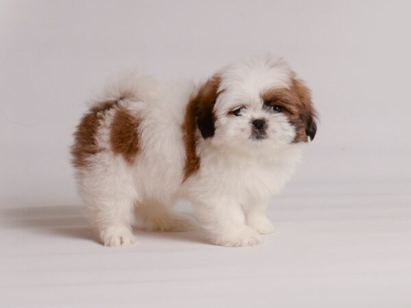 Pekingese/Lhasa Apso-Dog-Female-Red Sable-20213-Petland Topeka, Kansas