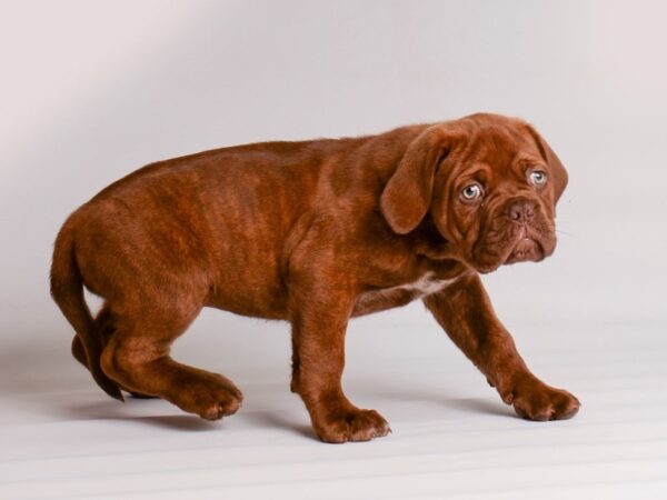 Dogue de Bordeaux Dog Female Red Brindle 20211 Petland Topeka, Kansas