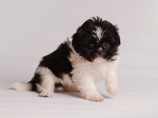 Shih Tzu Dog Female Black / White 20209 Petland Topeka, Kansas