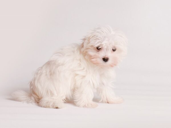 Maltese Dog Male White 20207 Petland Topeka, Kansas