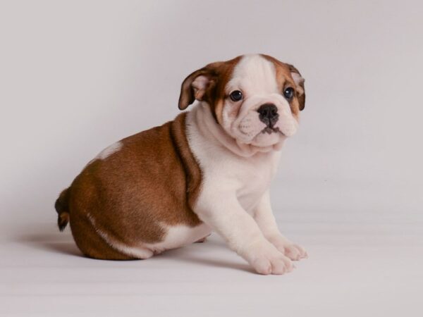 Bulldog Dog Male Bronze 20205 Petland Topeka, Kansas