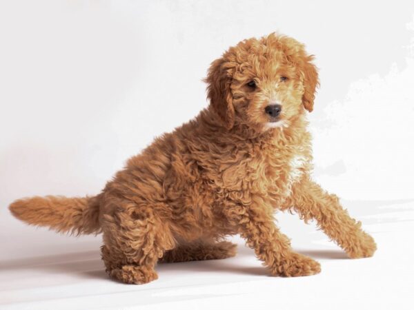 Goldendoodle 2nd Gen-Dog-Female-Red-20237-Petland Topeka, Kansas