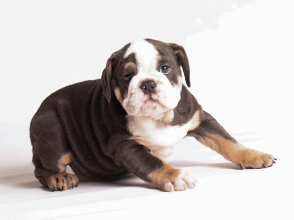 Bulldog-Dog-Female-Blue Tan / White-20235-Petland Topeka, Kansas