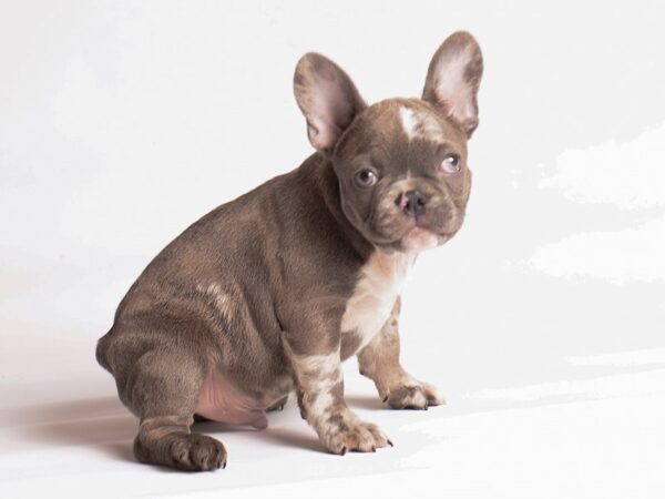 French Bulldog-Dog-Male-Blue Merle-20232-Petland Topeka, Kansas