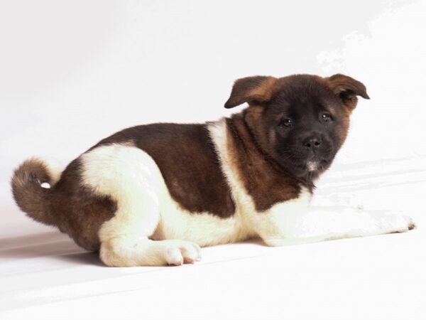 Akita Dog Female Black / Brown 20229 Petland Topeka, Kansas