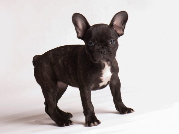 French Bulldog-Dog-Female-Brindle-20227-Petland Topeka, Kansas