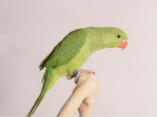 Indian Ringneck Parakeet Bird Green 20217 Petland Topeka, Kansas