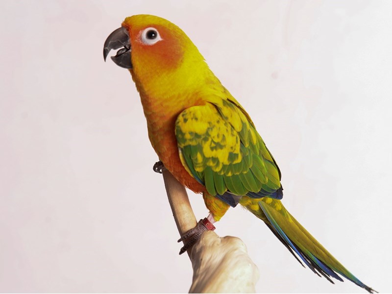 Sun Conure - 20215 Image #1