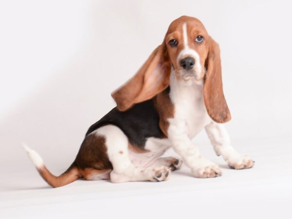 Basset Hound Dog Female Black White / Tan 20094 Petland Topeka, Kansas