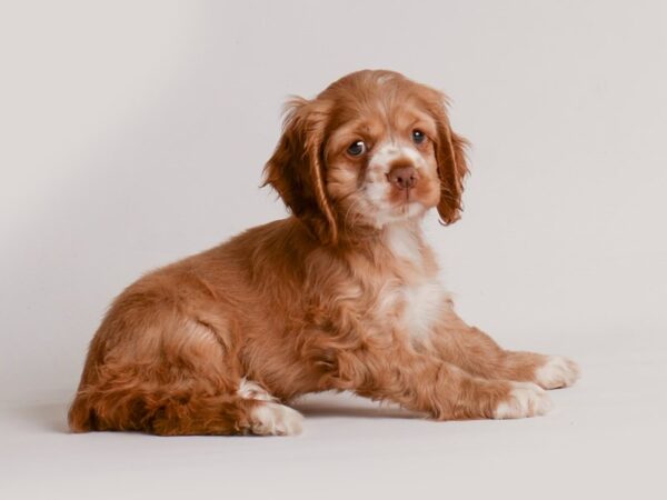 [#20172] Red Female Cocker Spaniel Puppies For Sale