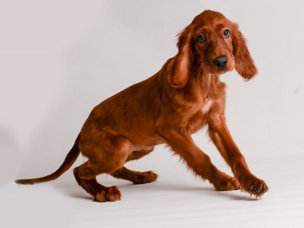 Irish Setter Dog Female Red 20167 Petland Topeka, Kansas