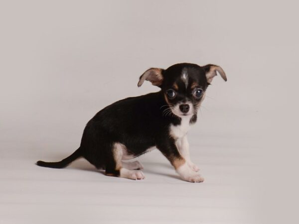 Chihuahua-Dog-Female-Black White / Tan-20206-Petland Topeka, Kansas