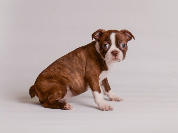 [#20204] Seal Brindle / White Female Boston Terrier Puppies For Sale
