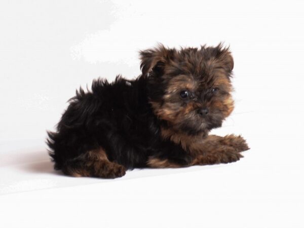 [#20236] Black / Tan Female Yorkshire Terrier Puppies For Sale