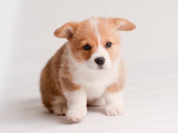 Pembroke Welsh Corgi Dog Female Sable and White 20234 Petland Topeka, Kansas