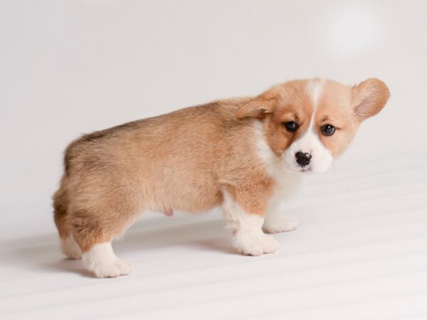 Pembroke Welsh Corgi Dog Male Sable and White 20233 Petland Topeka, Kansas