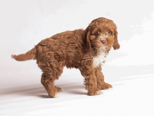 Cock A Poo-Dog-Female-Red-20226-Petland Topeka, Kansas