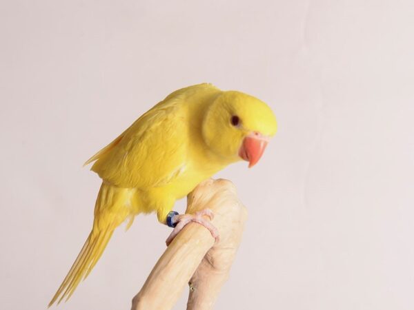 Indian Ringneck Parakeet-Bird-Female-Lutino-20222-Petland Topeka, Kansas