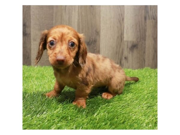 Dachshund-Dog-Female-Red-20240-Petland Topeka, Kansas