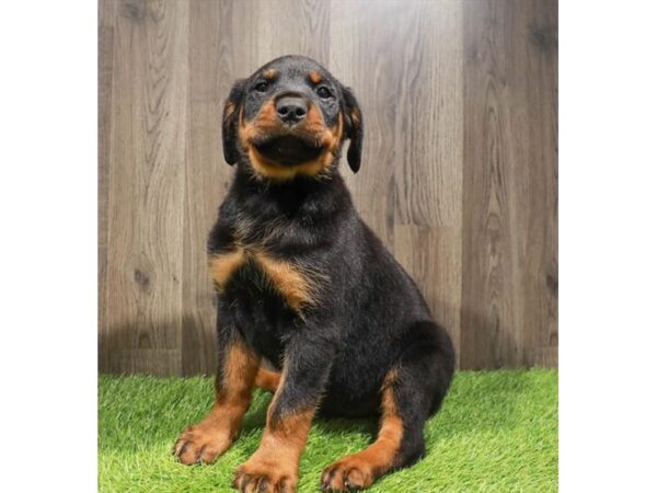 Rottweiler-Dog-Male-Black / Rust-20246-Petland Topeka, Kansas