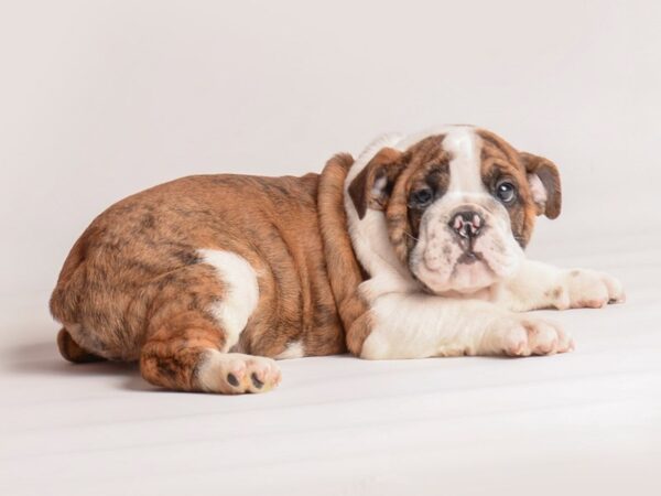 Bulldog-Dog-Male-Brindle and White-20249-Petland Topeka, Kansas