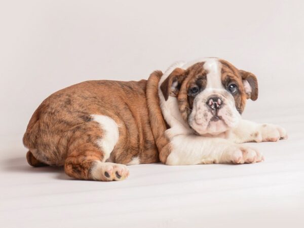 Bulldog Dog Male Brindle and White 20249 Petland Topeka, Kansas