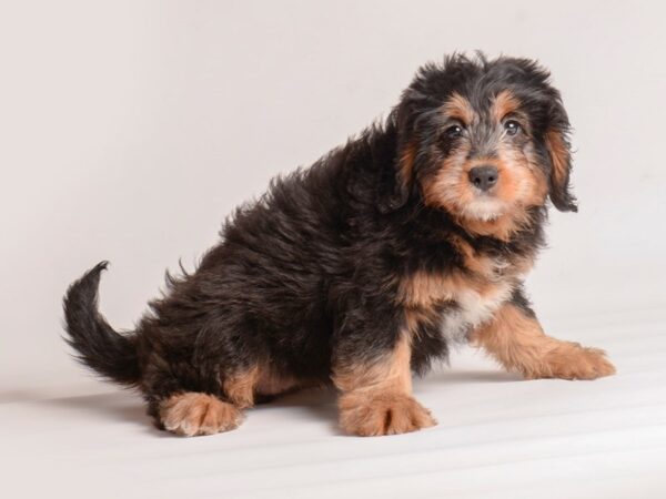 [#20243] Black / Tan Female Bernedoodle Mini Puppies For Sale