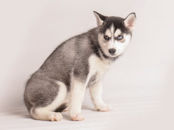 [#20242] Gray / White Female Siberian Husky Puppies For Sale