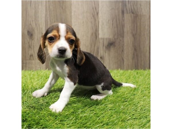 Beagle Dog Female Black White / Tan 20253 Petland Topeka, Kansas