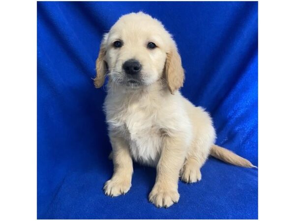 Golden Retriever Dog Male Golden 20255 Petland Topeka, Kansas