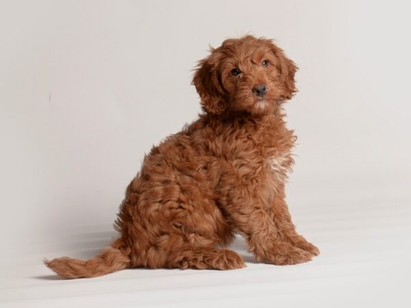 Goldendoodle Mini F1b-Dog-Female-Red-20254-Petland Topeka, Kansas