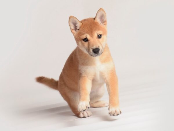 Shiba Inu Dog Female Red 20252 Petland Topeka, Kansas