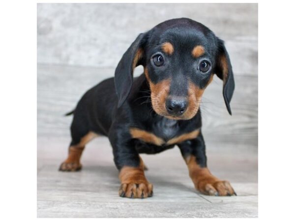 Dachshund Dog Female Black / Tan 20262 Petland Topeka, Kansas