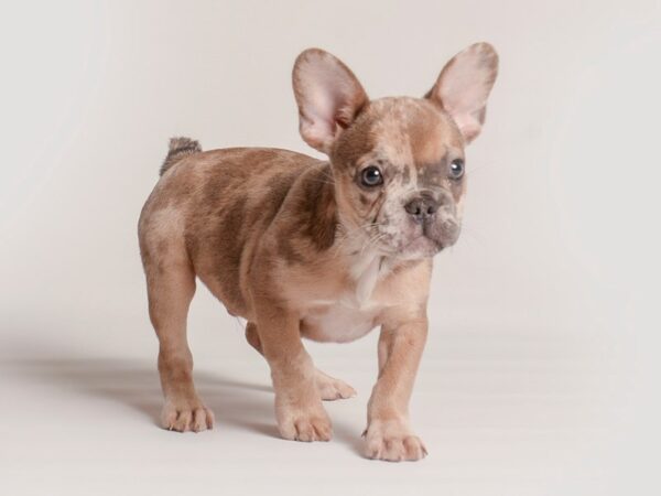 [#20277] Chocolate Merle Male French Bulldog Puppies For Sale