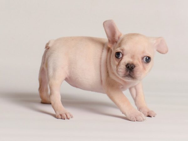 French Bulldog Dog Female Cream 20274 Petland Topeka, Kansas