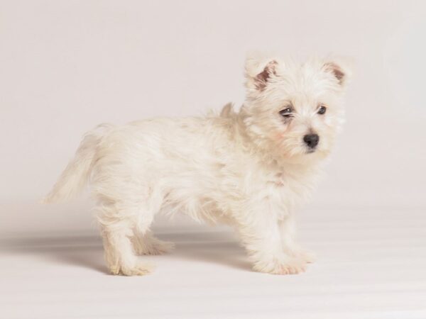 [#20272] White Female West Highland White Terrier Puppies For Sale