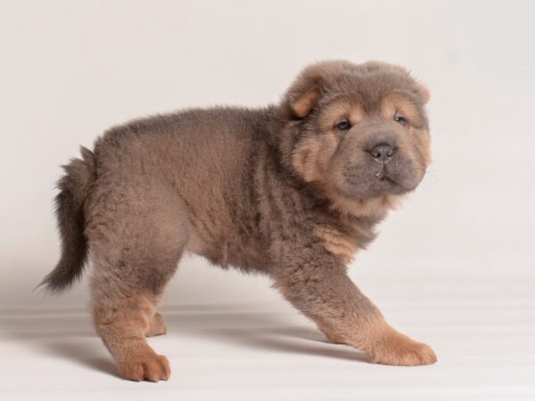 Chinese Shar-Pei-Dog-Female-Blue-20270-Petland Topeka, Kansas