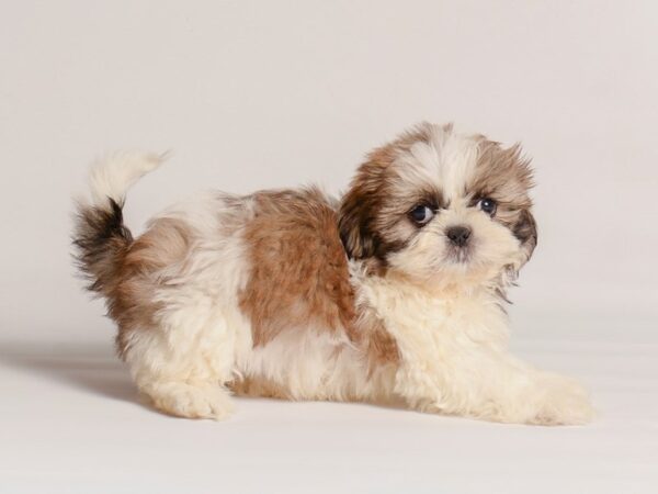 [#20267] Gold / White Female Malshi Puppies For Sale
