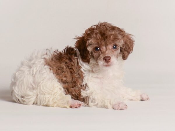 [#20265] Chocolate Female Poodle Puppies For Sale