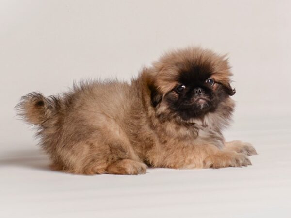 [#20264] Red Sable Male Pekingese Puppies For Sale