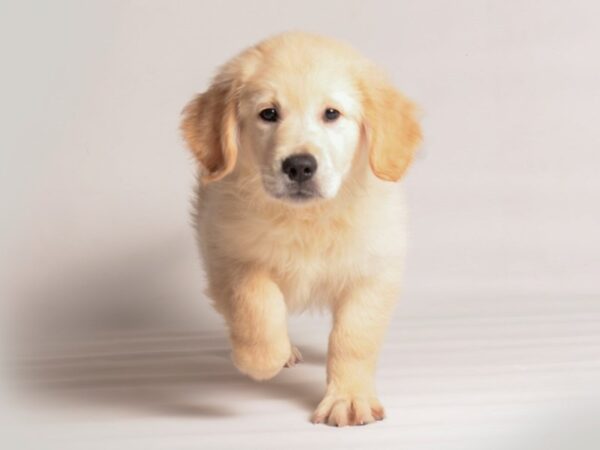 [#20263] Golden Male Golden Retriever Puppies For Sale