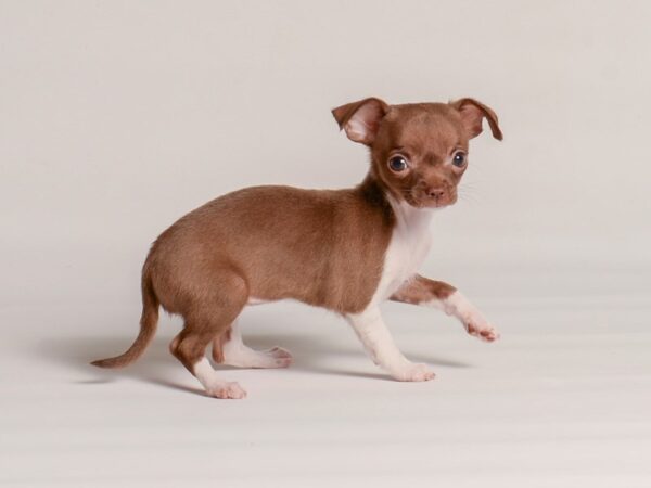 Chihuahua Dog Female Chocolate 20260 Petland Topeka, Kansas