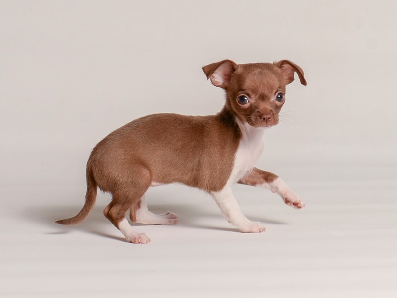 Chihuahua Small Animal Chocolate ID 20260 Located at Petland