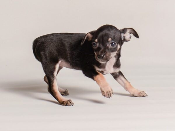 [#20259] Black / Tan Female Chihuahua Puppies For Sale