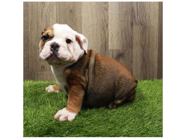 Bulldog Dog Male Bronze 20279 Petland Topeka, Kansas