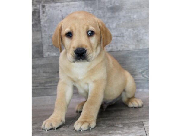 Labrador Retriever Dog Male Yellow 20293 Petland Topeka, Kansas