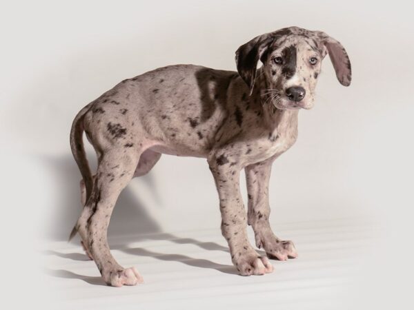 Great Dane Dog Female Blue Merle 20296 Petland Topeka, Kansas